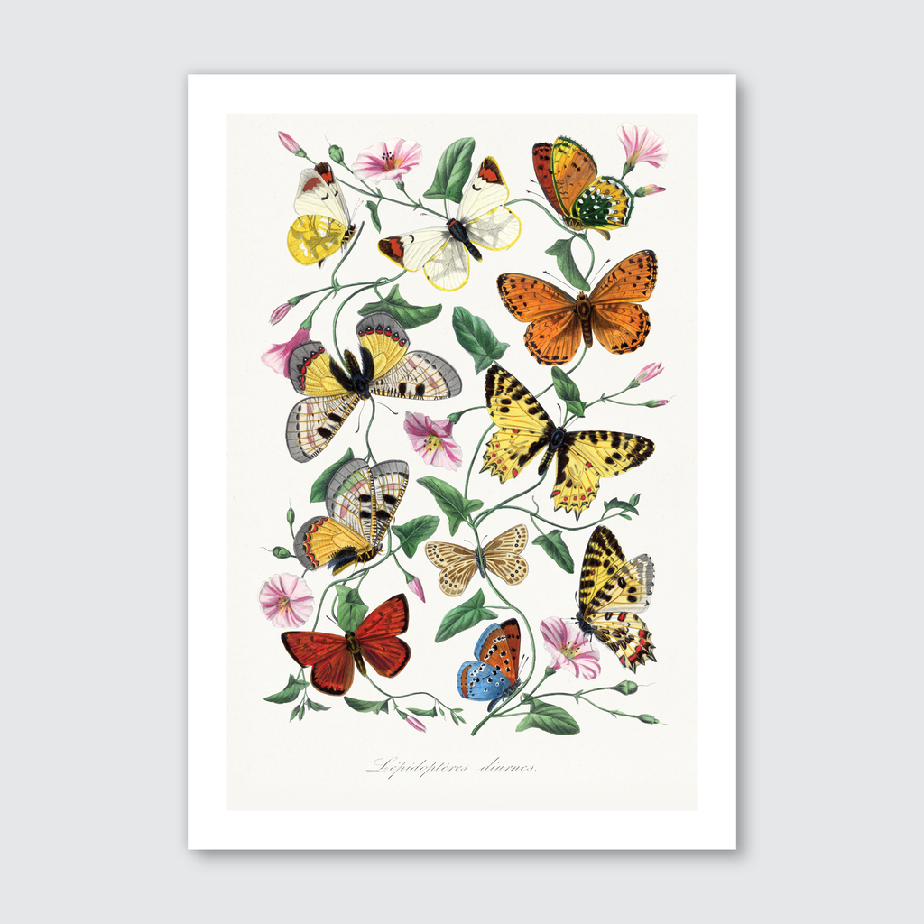 Butterfly & Moth