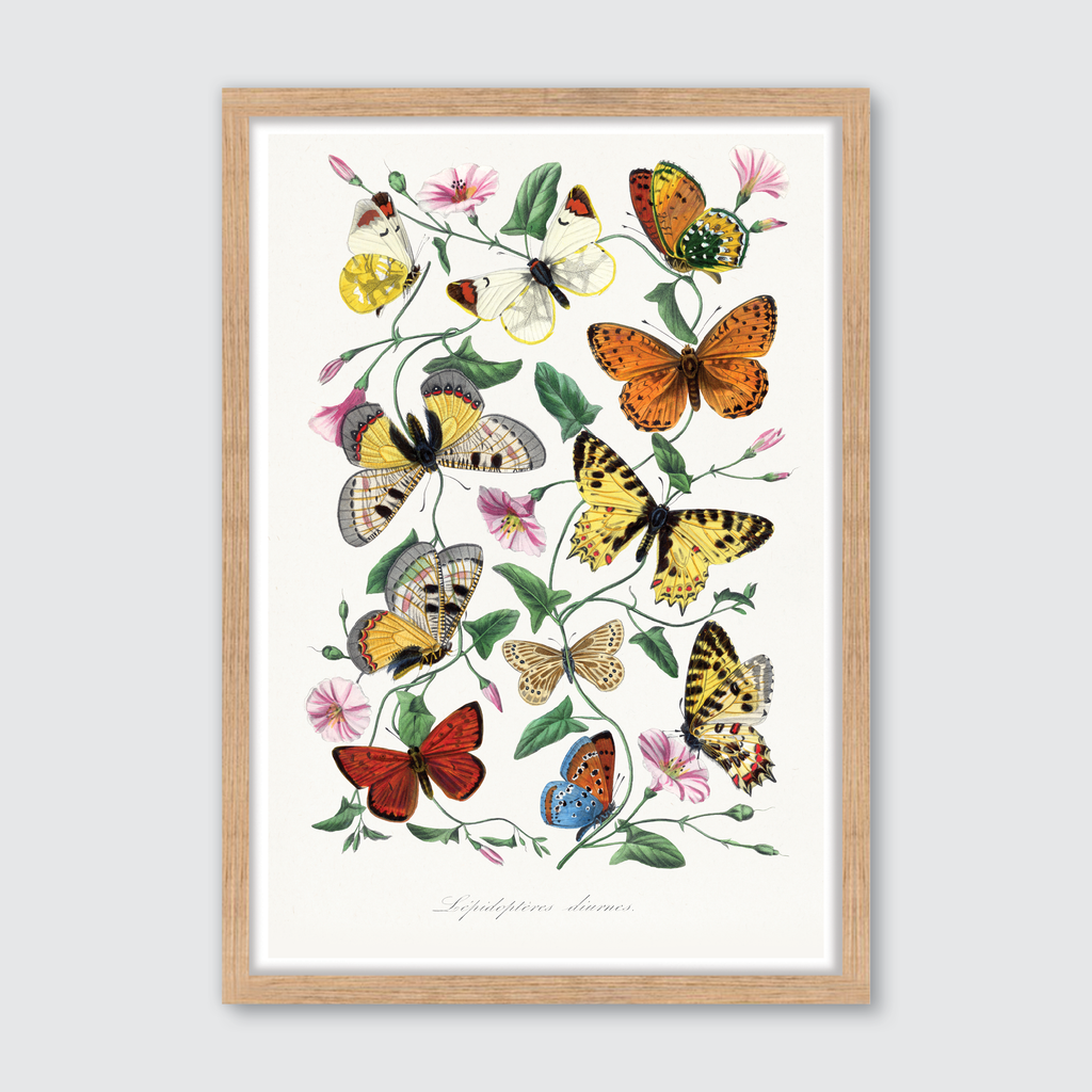 Butterfly & Moth
