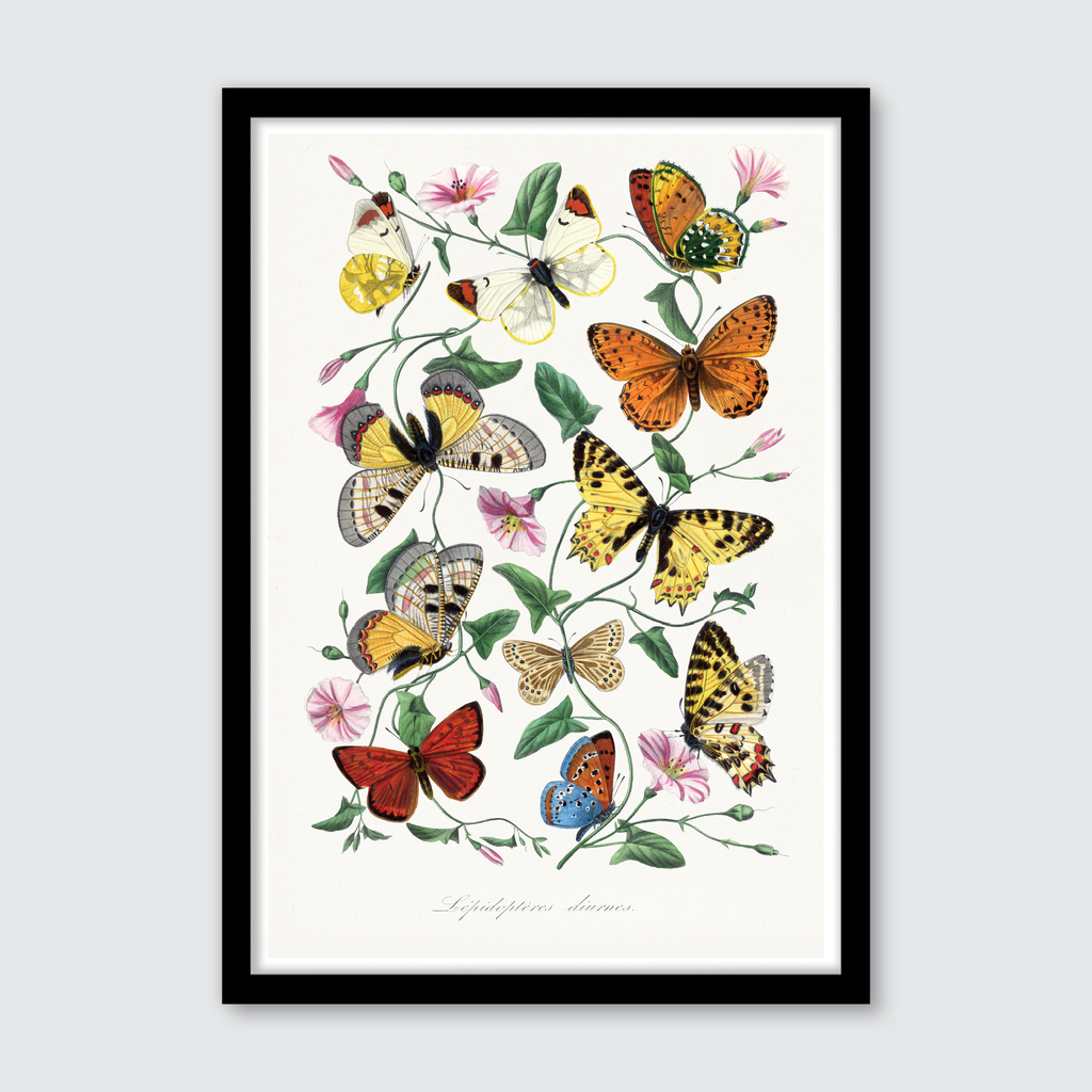 Butterfly & Moth