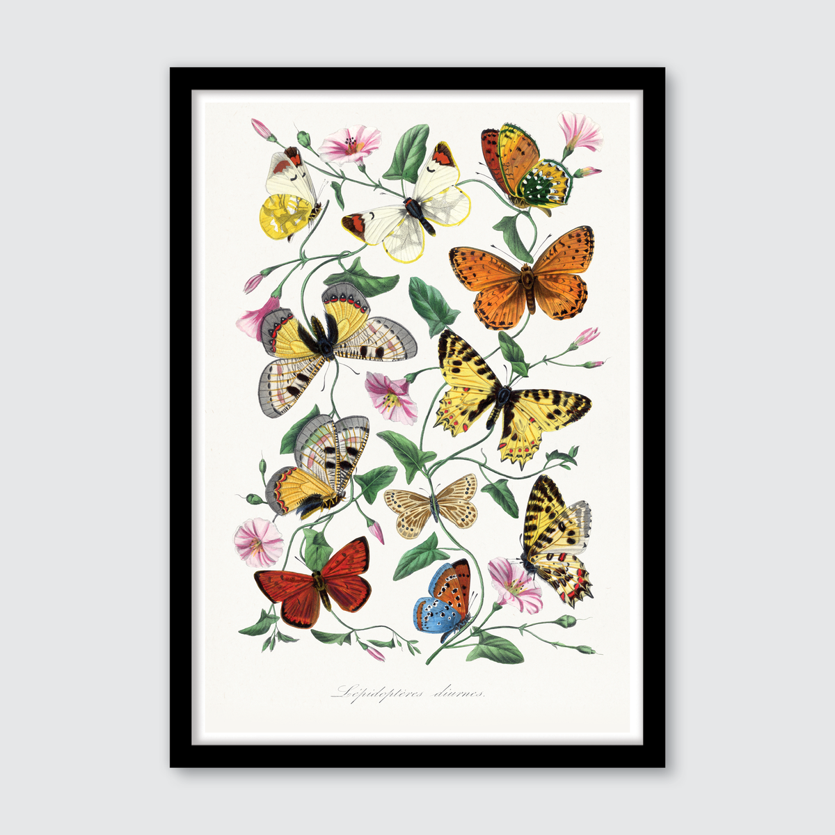 Butterfly & Moth