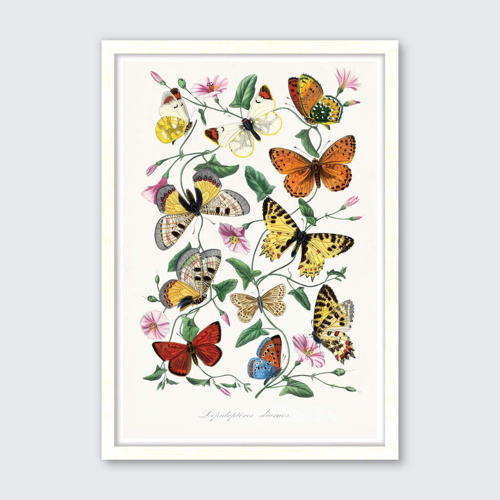 Butterfly & Moth