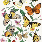 Butterfly & Moth
