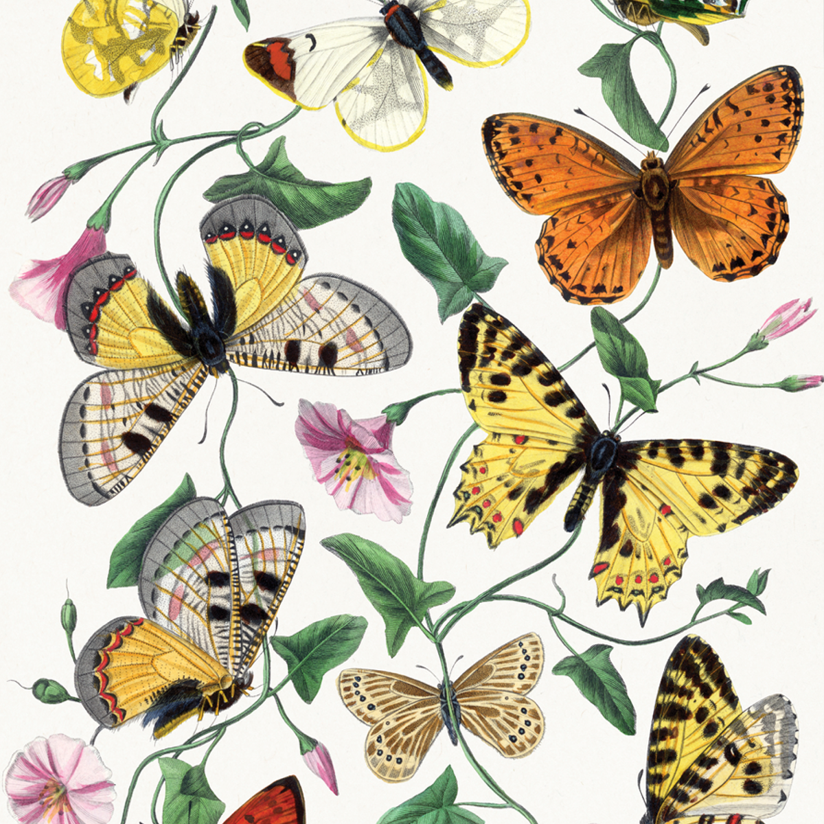 Butterfly & Moth
