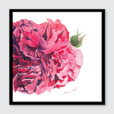 Cabbage Rose