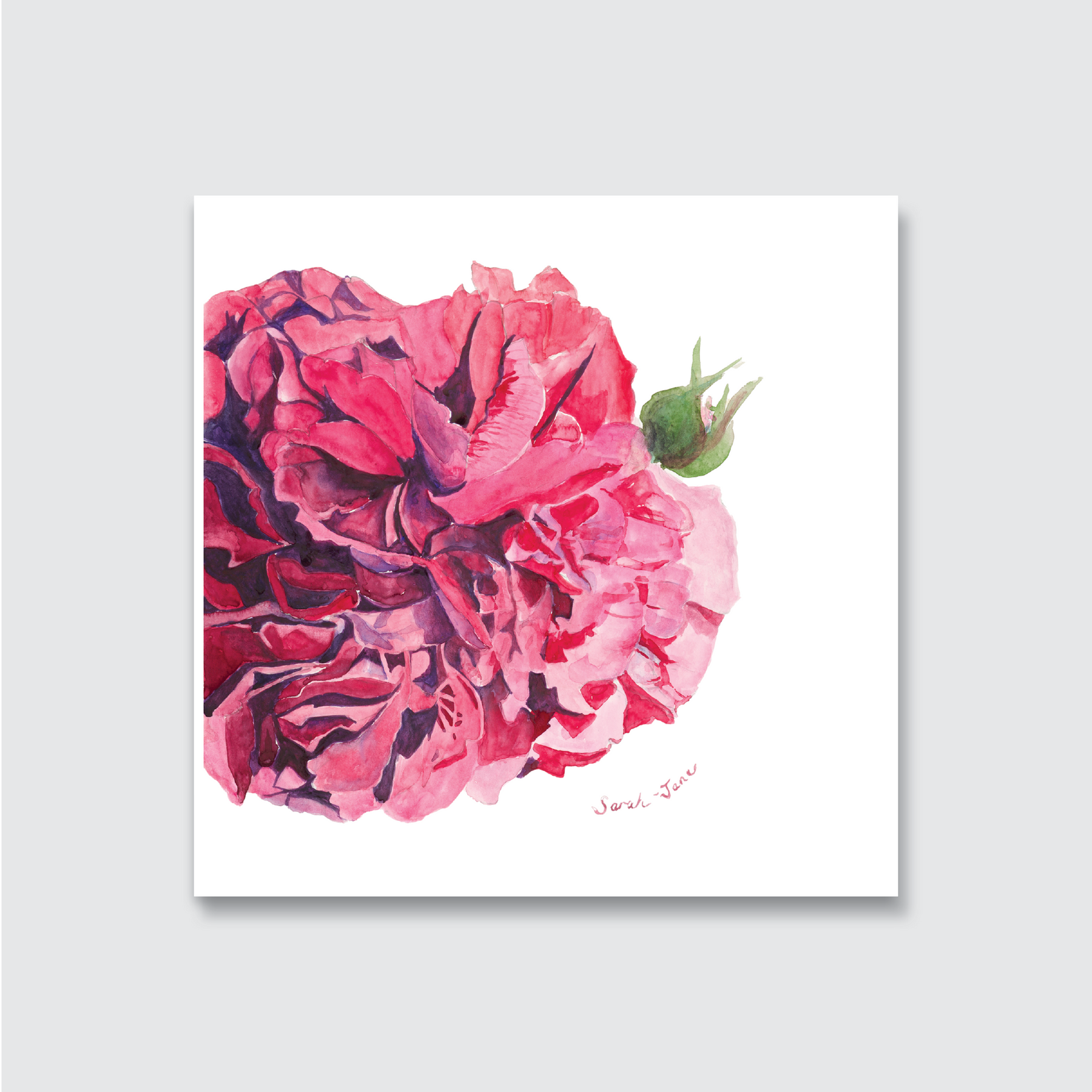 A hand-painted watercolour art print of a pink multi-petaled cabbage rose with a green bud, signed by the artist.