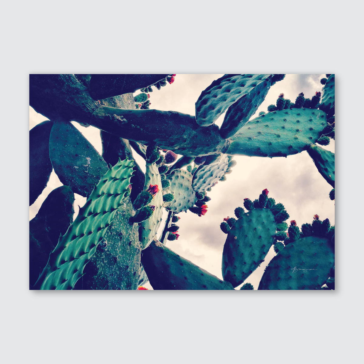 A close-up photograph of cacti with a lush green texture and red accents, likely taken in a natural outdoor setting.