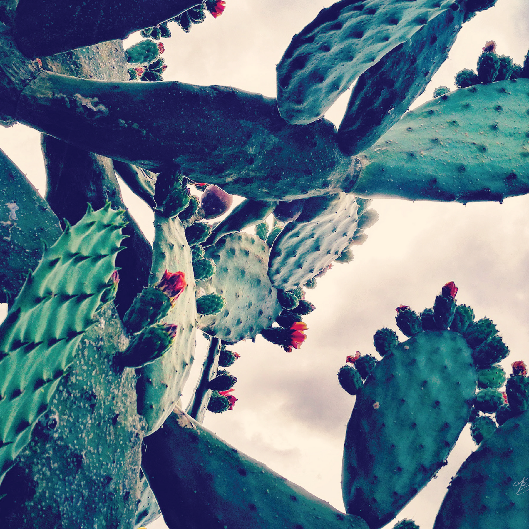 Cacti Heaven