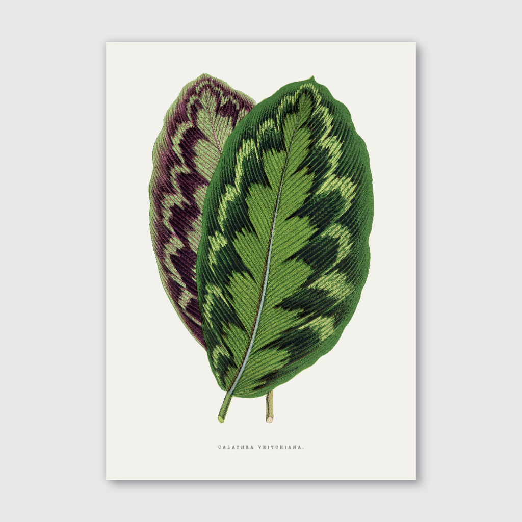 A botanical art print of Calathea Veitchiana featuring silver-green leaves with feather-like patterns and vibrant purple undersides on a natural white background.