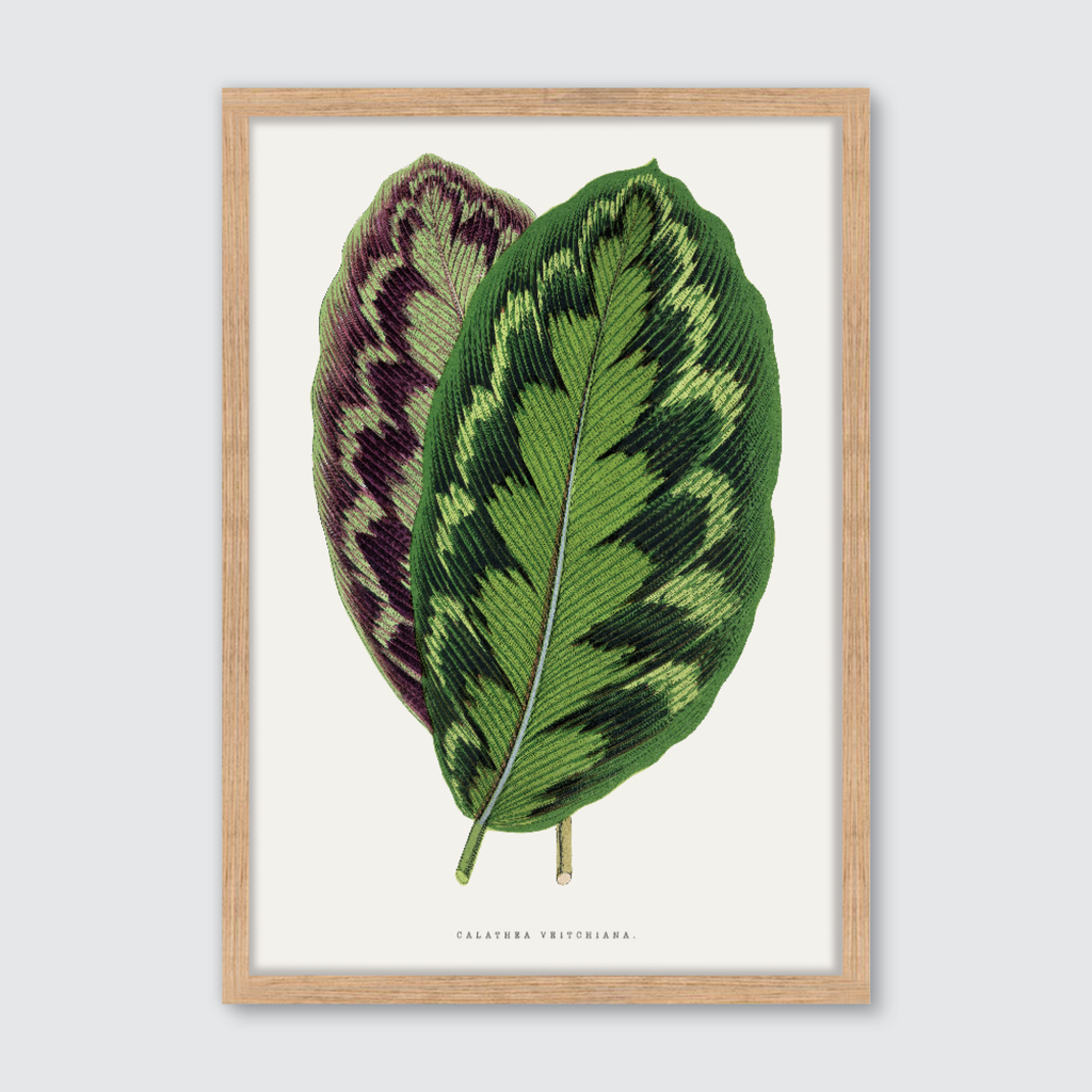 Calathea Veitchiana