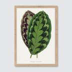 Calathea Veitchiana