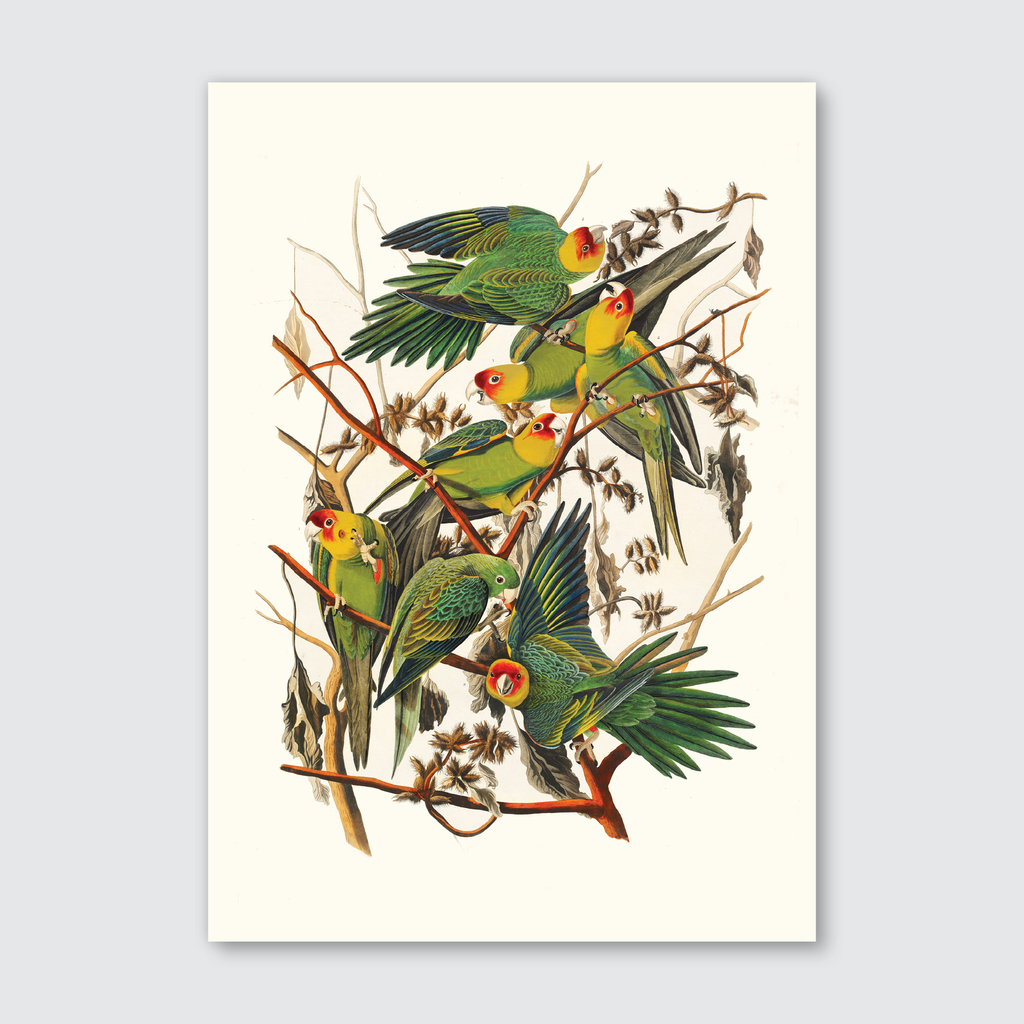 A colorful illustration of several Carolina Parrots perched on branches with seeds, showcasing green feathers, red foreheads, and yellow accents.