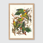 Carolina Parrot