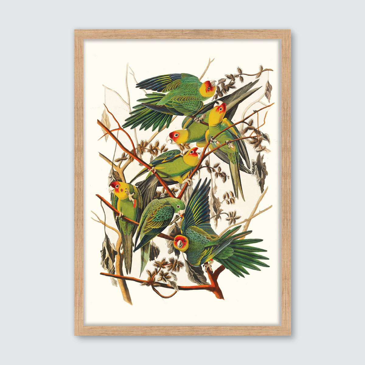 Carolina Parrot