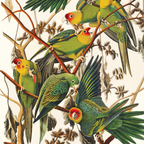 Carolina Parrot