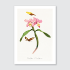 Cattleya Orchids