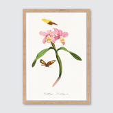 Cattleya Orchids