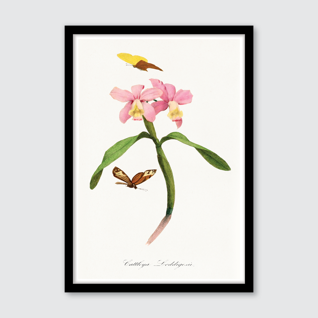 Cattleya Orchids