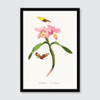 Cattleya Orchids