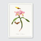 Cattleya Orchids