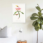 Cattleya Orchids