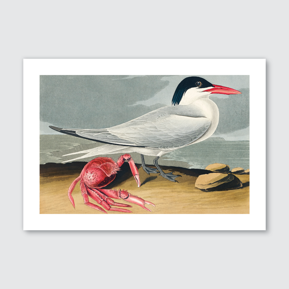 A printed art piece featuring a life-sized depiction of John James Audubon’s Cayenne Tern with a black cap, white body, and a red beak, set against a coastal backdrop with a crab and natural elements.