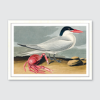 Cayenne Tern