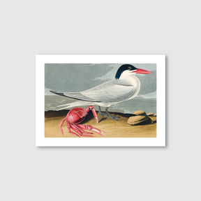 A printed art piece featuring a life-sized depiction of John James Audubon’s Cayenne Tern with a black cap, white body, and a red beak, set against a coastal backdrop with a crab and natural elements.