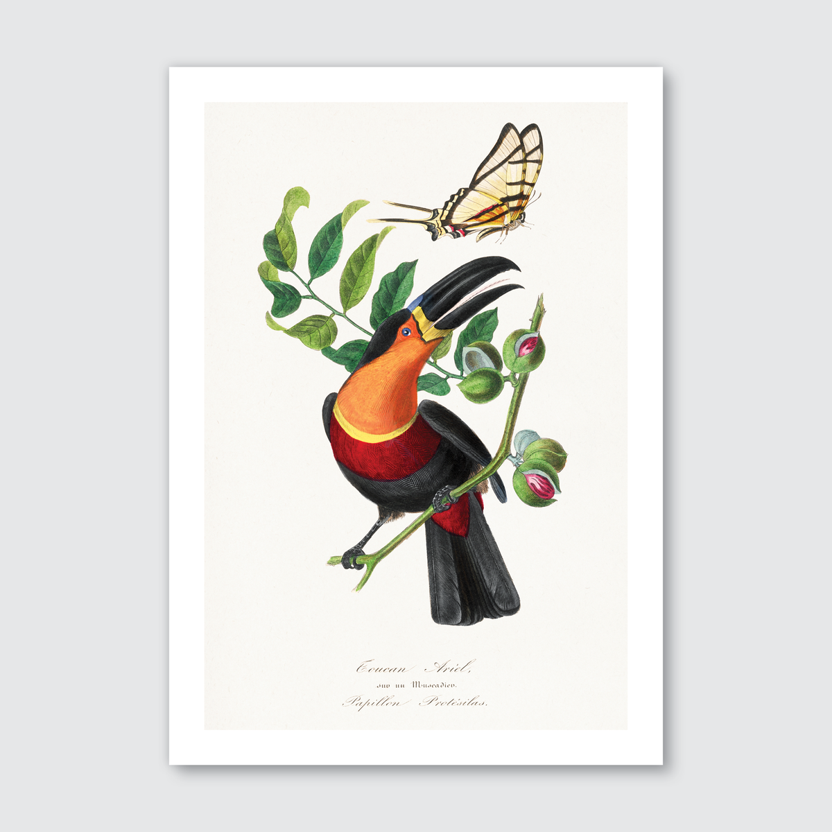 Channel Billed Toucan