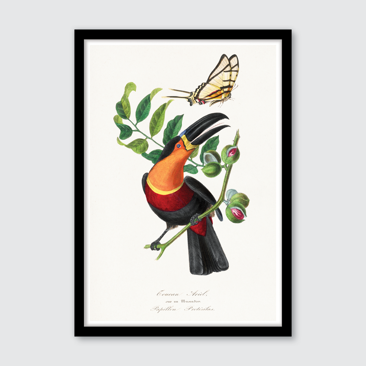 Channel Billed Toucan