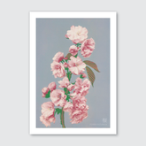 Cherry Blossom