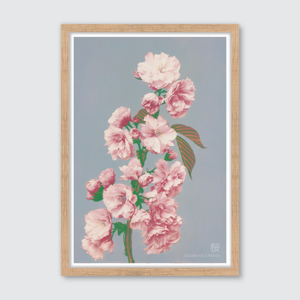 Cherry Blossom
