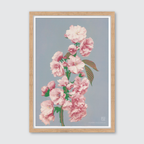 Cherry Blossom