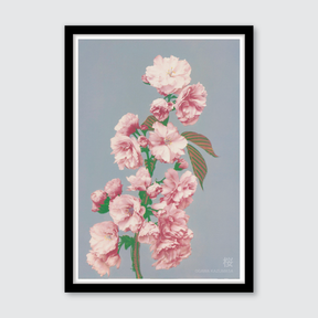 Cherry Blossom