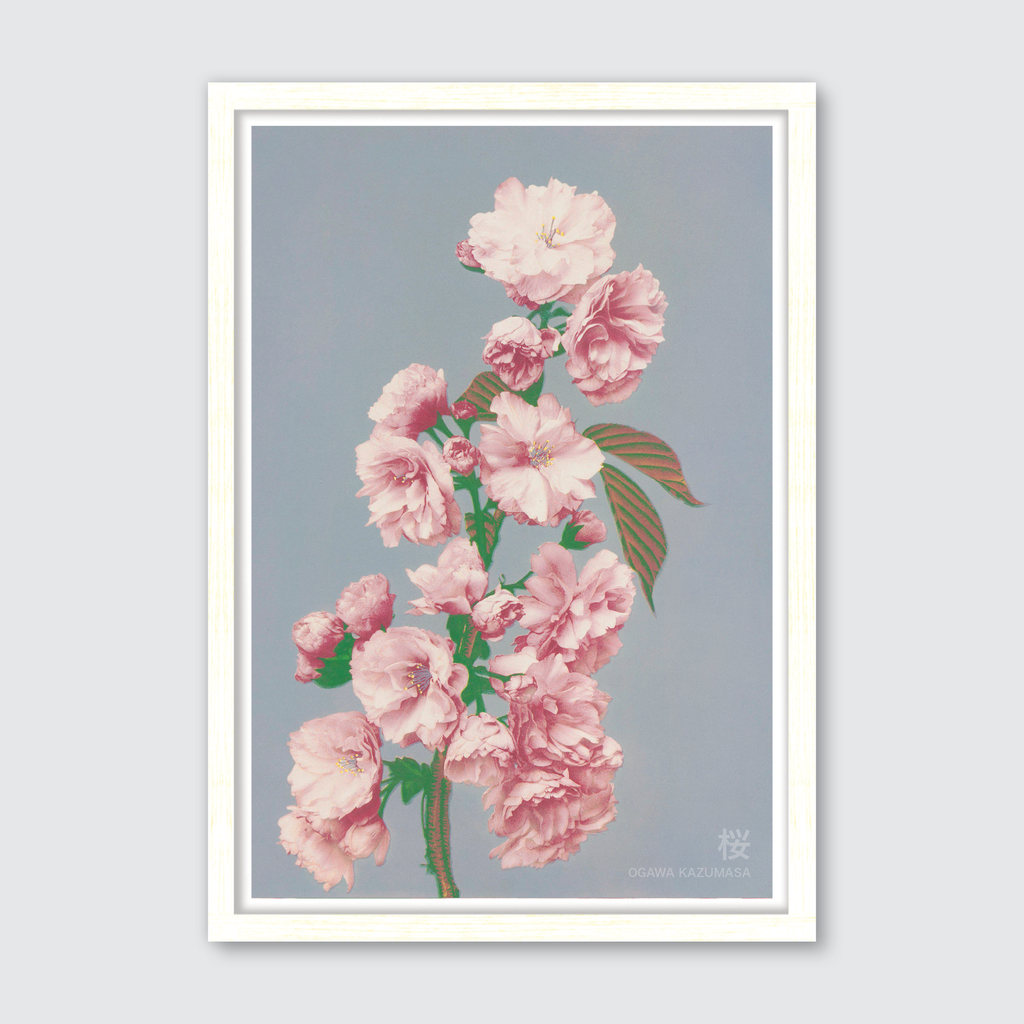 Cherry Blossom