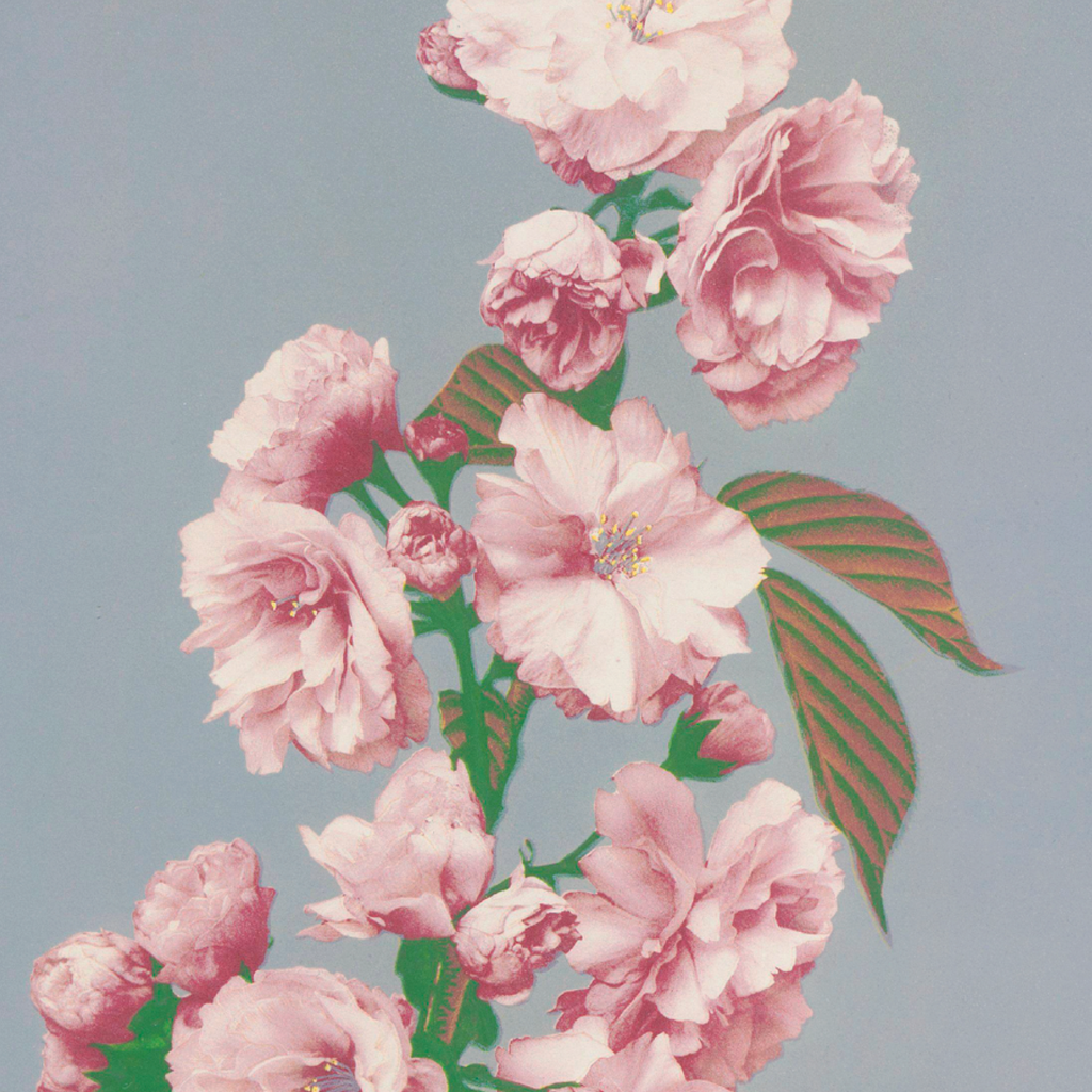 Cherry Blossom