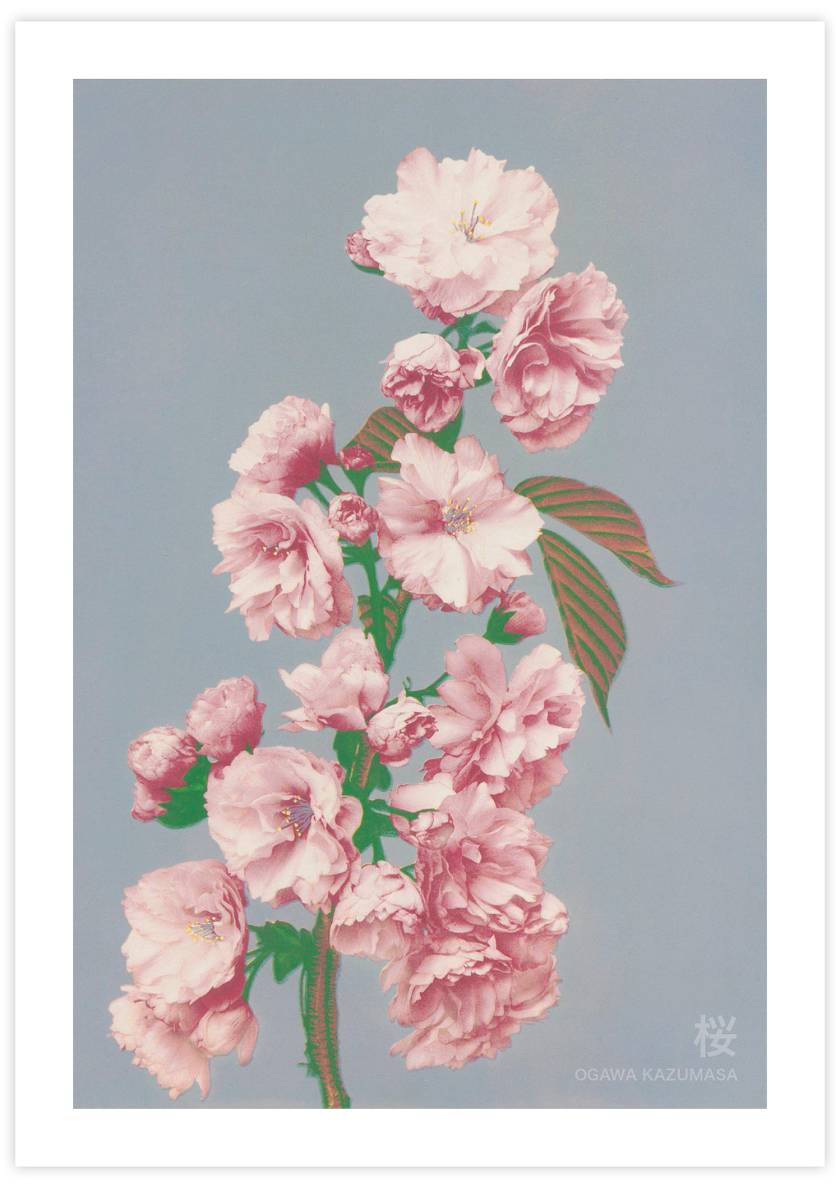 Cherry Blossom