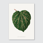 A detailed illustration of a leaf with velvety, deep-hued green and pink patterns, titled 'Cissus Porphyrophyllus'.