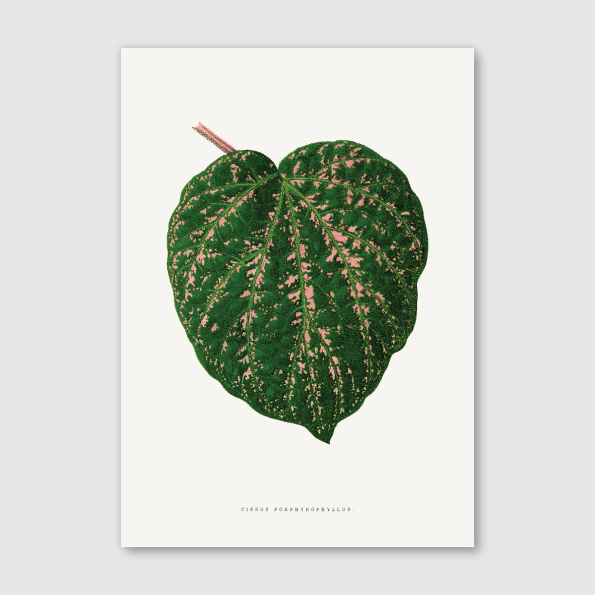 A detailed illustration of a leaf with velvety, deep-hued green and pink patterns, titled 'Cissus Porphyrophyllus'.