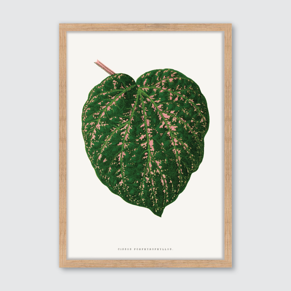Cissus Porphyrophyllus