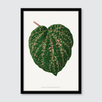 Cissus Porphyrophyllus