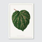 Cissus Porphyrophyllus