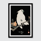 Cockatoo & Pomegranate