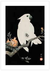 Cockatoo & Pomegranate