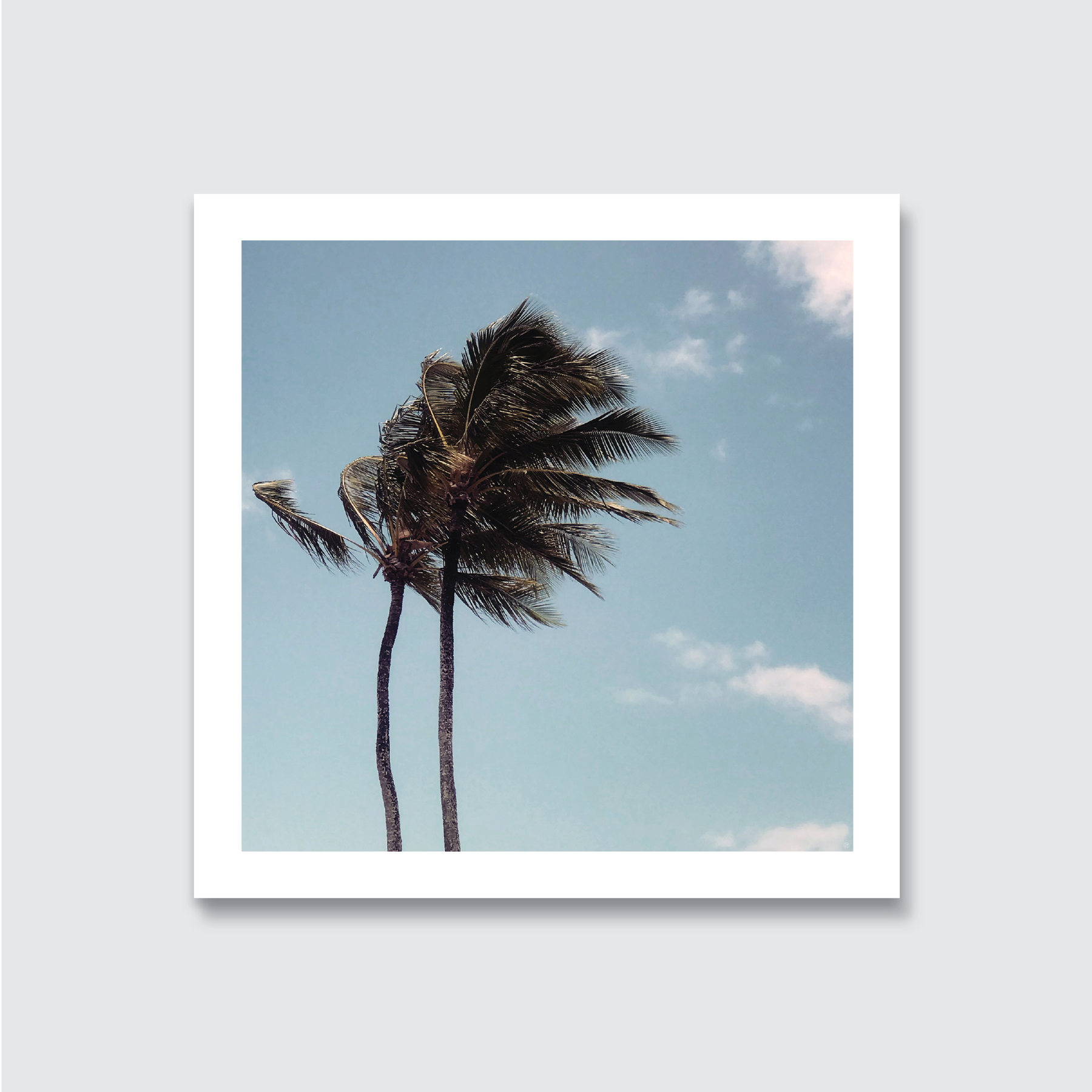 A photograph of a single strong coconut palm tree blowing in the sea breeze with a blue sky in the background, having a washed and grainy vintage feel.