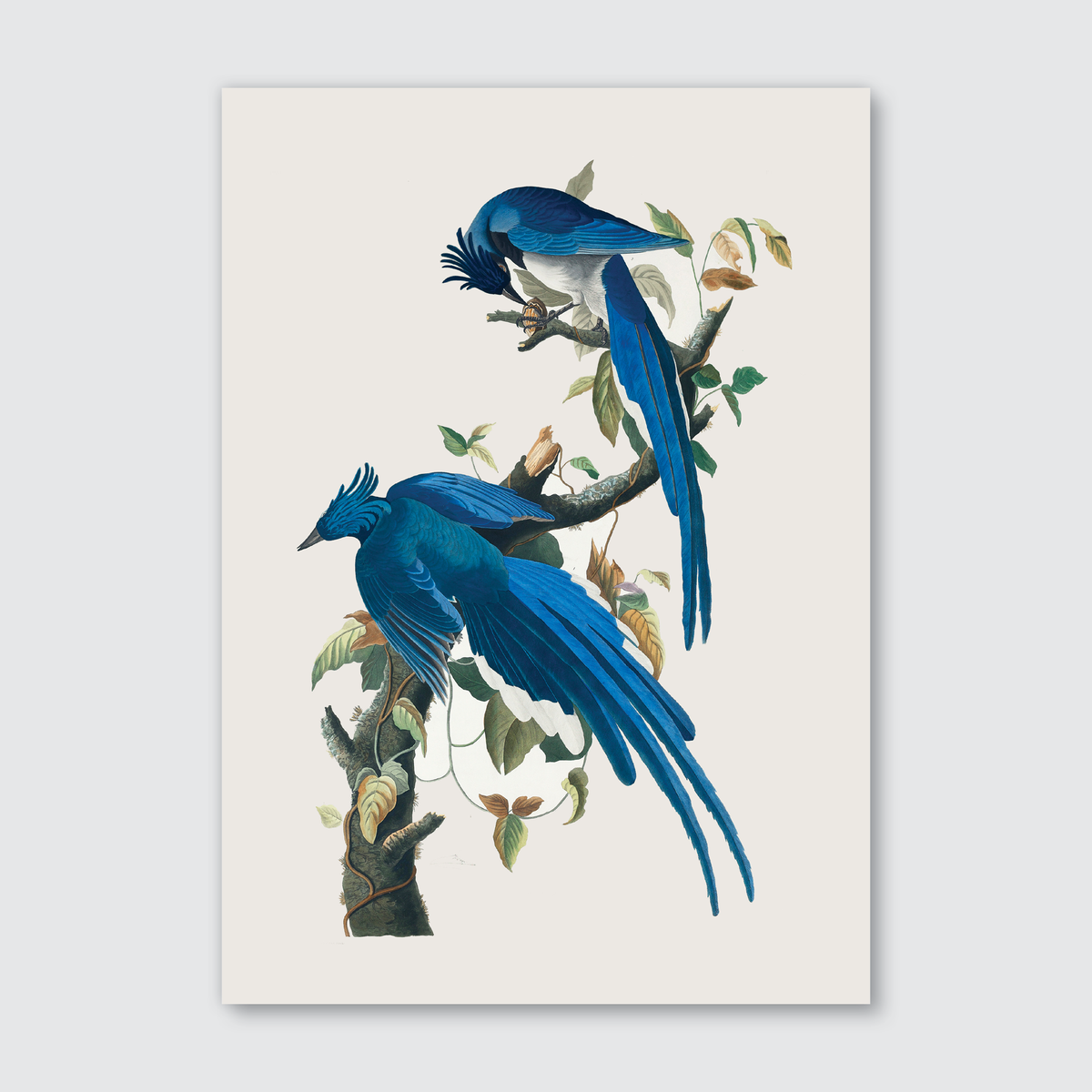 A vibrant, hand-colored engraving of a Columbia Jay bird perched on a branch, with rich blue and grey plumage and a pine cone in its grip.