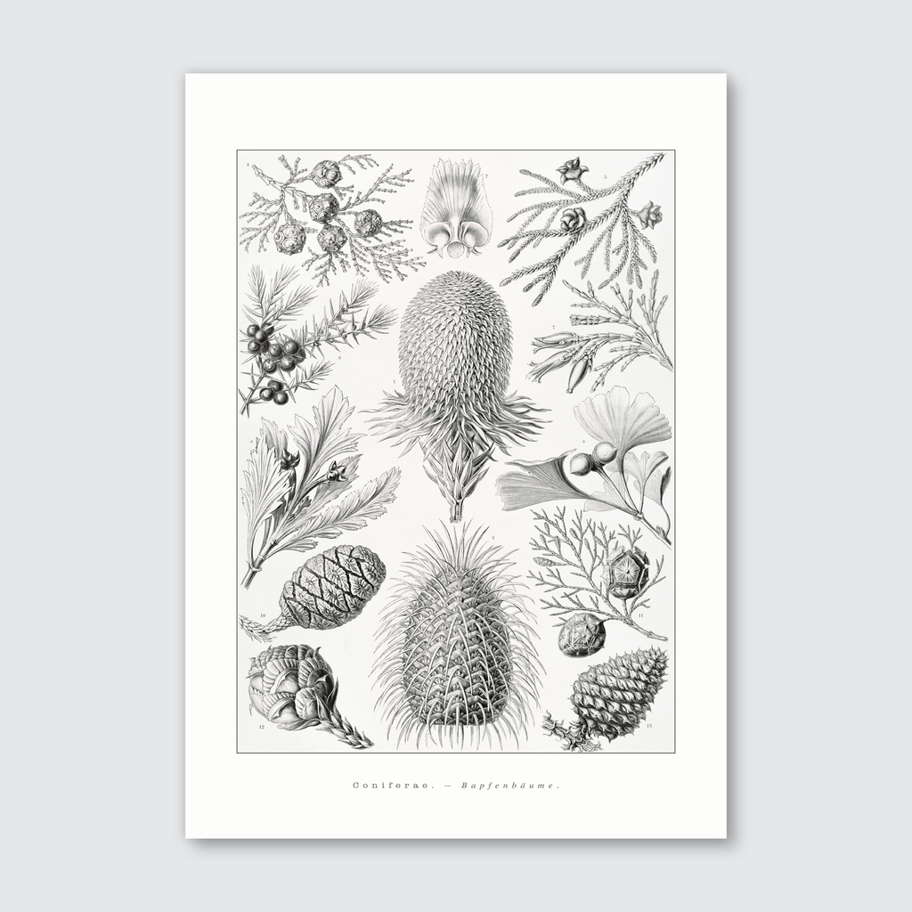 A black and white illustration of cone-bearing trees and their parts, such as branches and pineapples, after Ernst Haeckel's style.