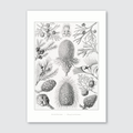 A black and white illustration of cone-bearing trees and their parts, such as branches and pineapples, after Ernst Haeckel's style.