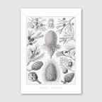 A black and white illustration of cone-bearing trees and their parts, such as branches and pineapples, after Ernst Haeckel's style.
