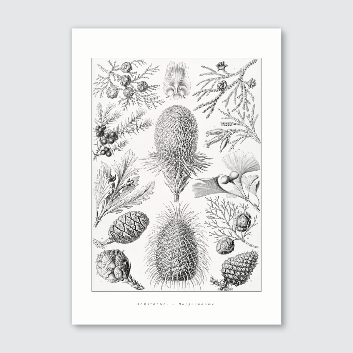 A black and white illustration of cone-bearing trees and their parts, such as branches and pineapples, after Ernst Haeckel's style.