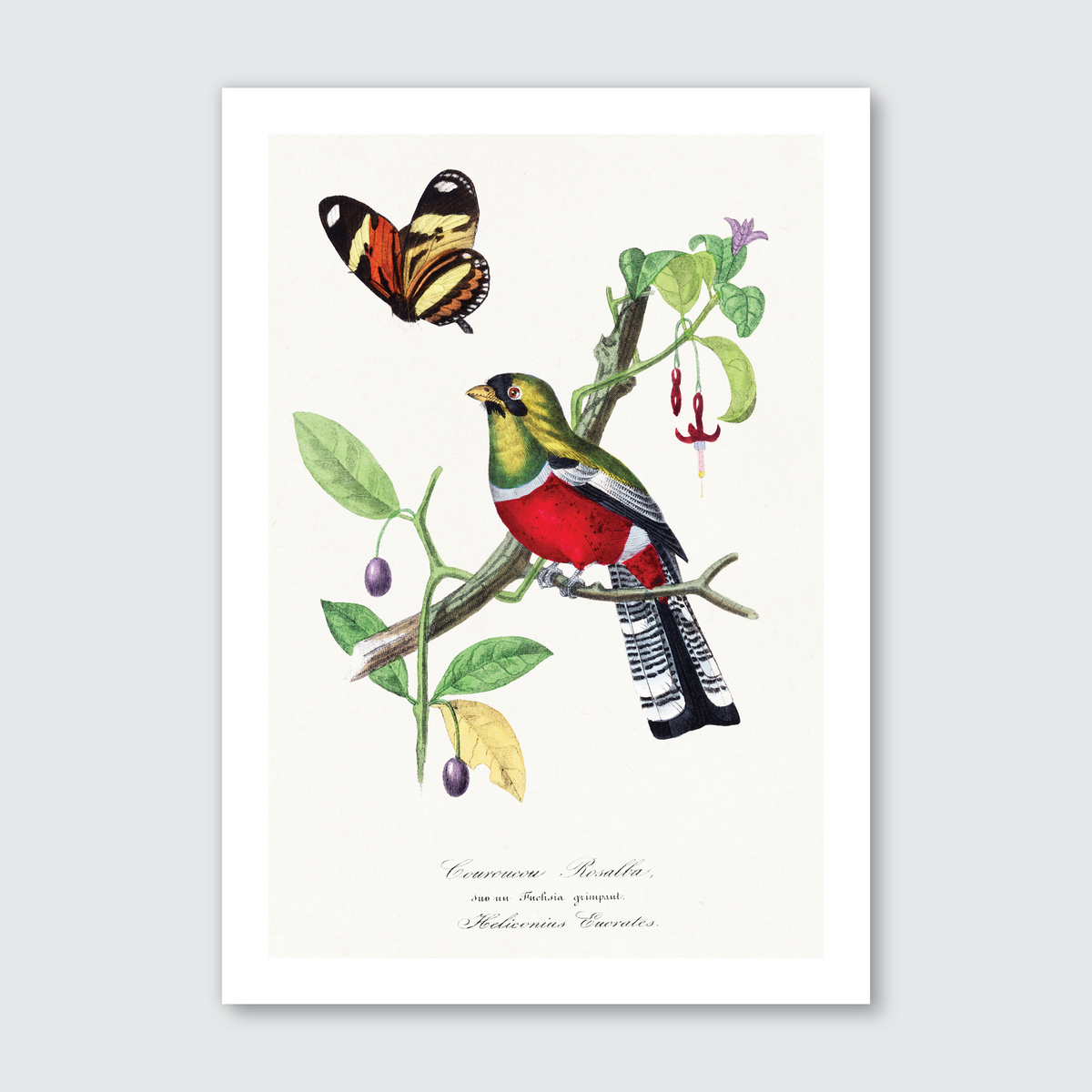 Crimson Rosella Bird